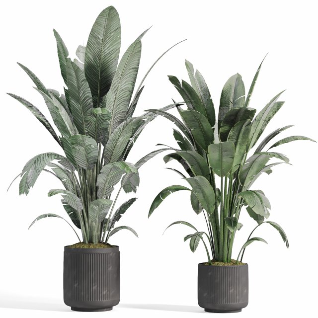 Indoor plants in vase 008 3D Model .c4d .max .obj .3ds .fbx .stl .blend 