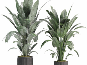 Indoor plants in vase 008 3D Модель