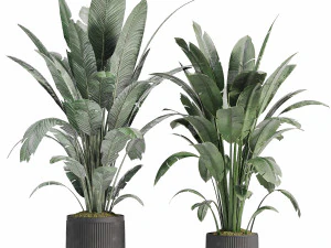 Plantas de interior em vaso 008 Modelo 3D