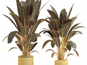 Indoor plants in vase 008 3D Model