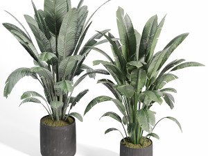 Indoor plants in vase 008 3D Model