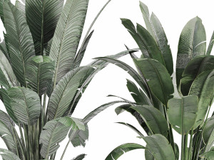 Indoor plants in vase 008 3D Model