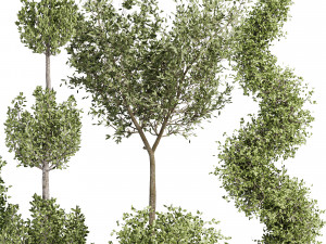 Vazoda iç mekan bitkileri-011 3D Model