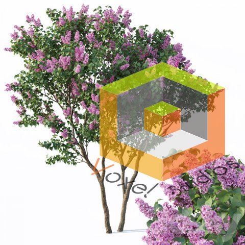 Pro 3DSky - Lilac Syringa Vulgaris 3 Tree Model 3D .c4d .max .obj .3ds .fbx .stl .blend