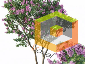 Pro 3DSky - Pohon Lilac Syringa Vulgaris 3 Model 3D