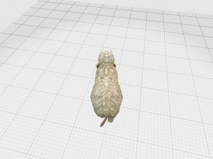 Mammoth a prehistoric species Modello 3D
