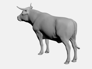 Ox 3D Model