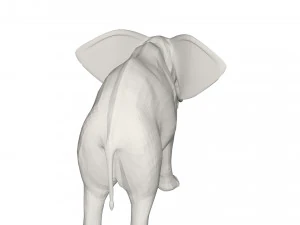 Elephant 3D Model