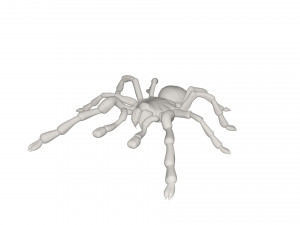 Tarantulas 3D Model
