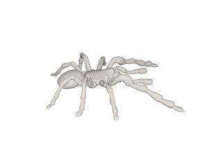 Tarantulas Model 3D