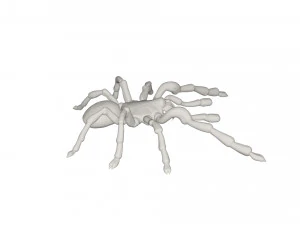 Tarantulas 3D Model