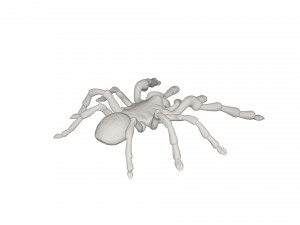 Tarantulas Model 3D