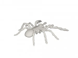 Tarantulas 3D Model