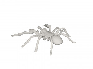 Tarantulas Model 3D