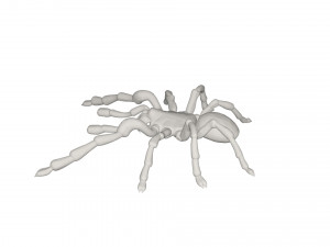 Tarantulas Model 3D