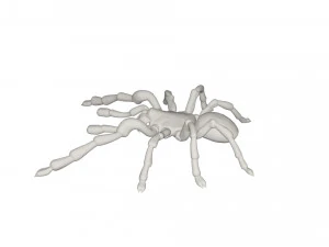 Tarantulas 3D Model