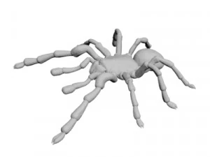 Tarantulas 3D Model