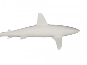 Shark wild animals 3D Model