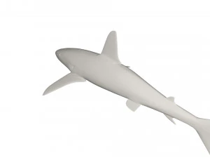 Shark wild animals 3D Model