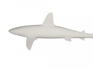 Shark wild animals 3D Model