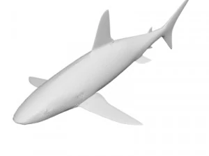 Shark wild animals 3D Model