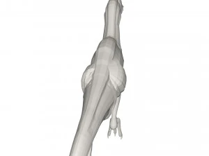 Dinosaur 3D Model
