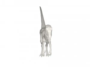 Dinosaur 3D Model