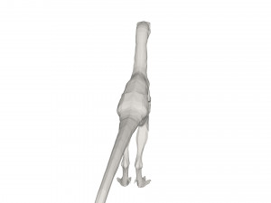 Dinosaur 3D-Modell