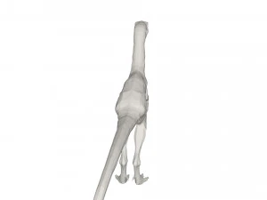 Dinosaur 3D Model