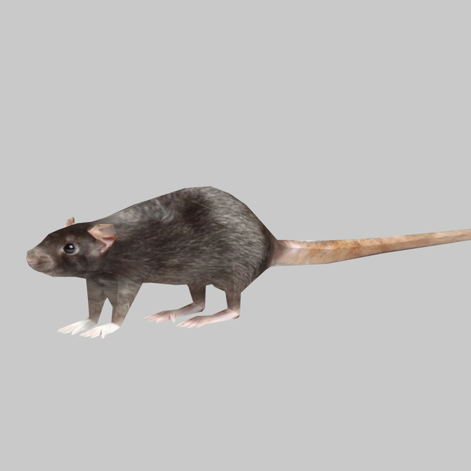 Animal mouse 3D Model .c4d .max .obj .3ds .fbx .stl .blend