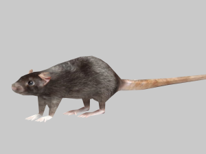 Animal mouse 3D Model