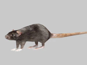 Tiermaus 3D Modell