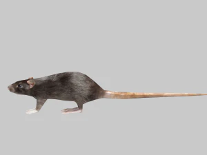 Animal mouse 3D Model