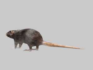 Animal mouse 3Dモデル