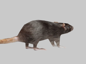 Animal mouse 3Dモデル