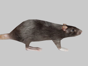 Animal mouse 3Dモデル