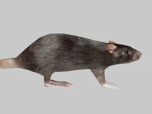 Animal mouse 3D Model