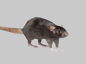 Animal mouse 3Dモデル