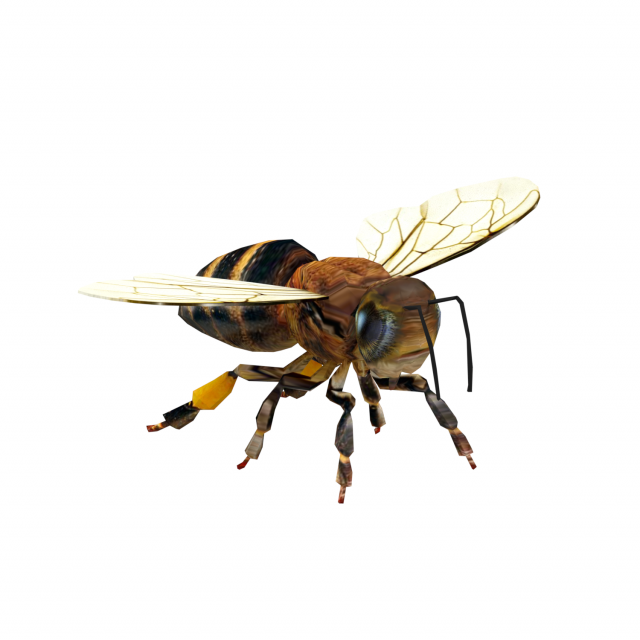 Insect packs 3Dモデル .c4d .max .obj .3ds .fbx .stl .blend 
