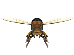Insect packs 3Dモデル