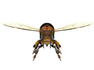 Insect packs 3D Model