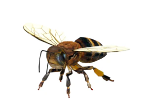 Insect packs 3D Model