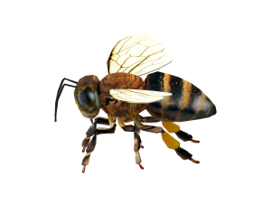 Insect packs 3Dモデル