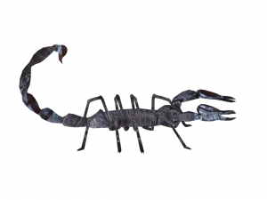 Insect packs 3Dモデル