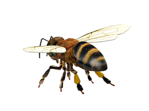 Insect packs 3Dモデル