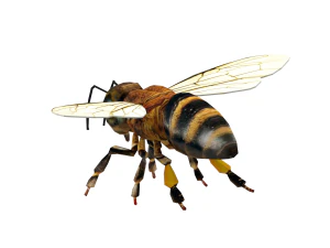 Insect packs 3D Model