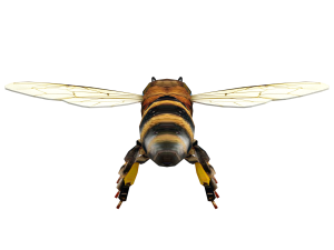 Insect packs 3Dモデル
