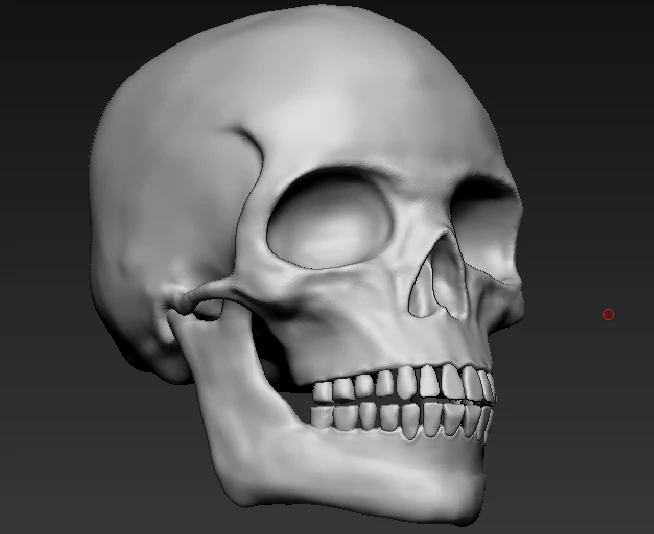 Skull 3D Model .c4d .max .obj .3ds .fbx .stl .blend