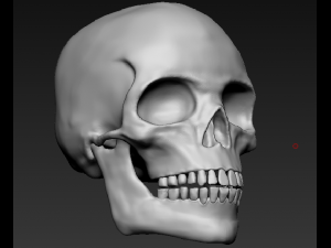 Skull 3D Model