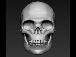 Skull 3D Model